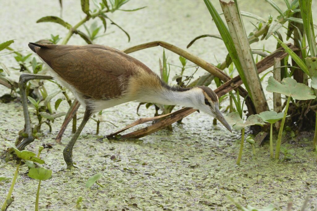 Jacana à poitrine dorée