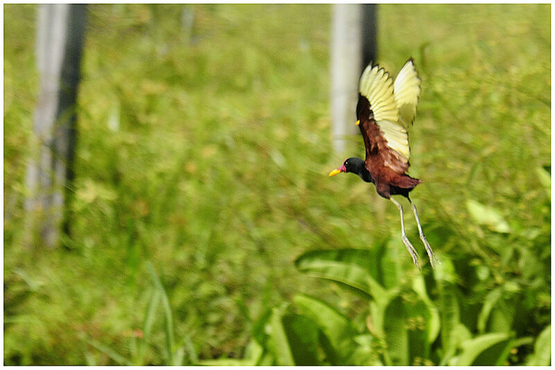 Jacana noiradulte