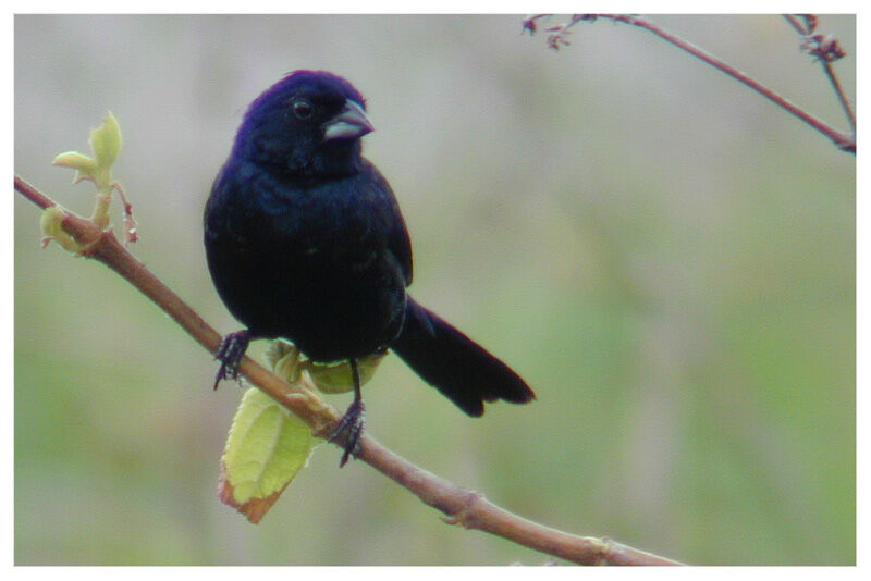 Jacarini noiradulte