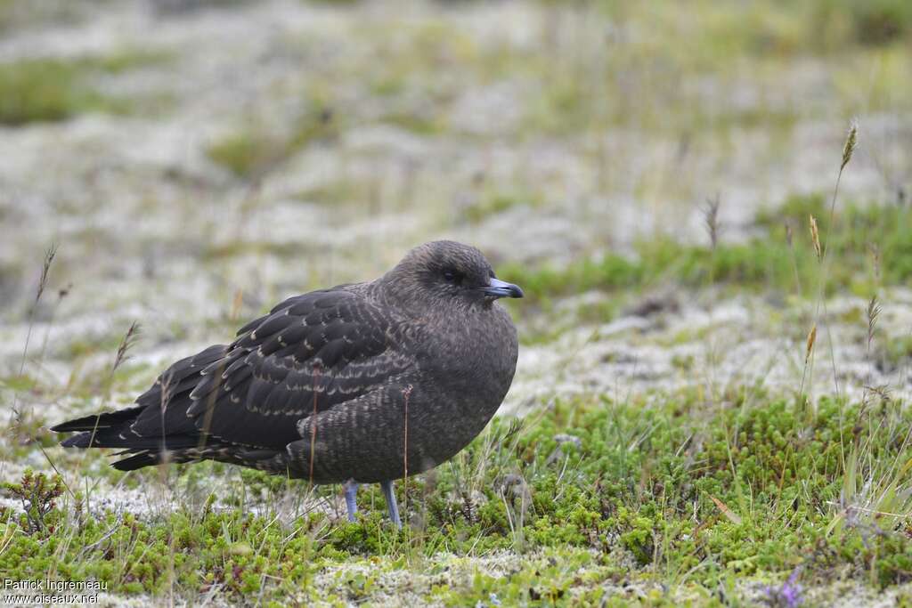 Parasitic Jaegerjuvenile, identification, pigmentation