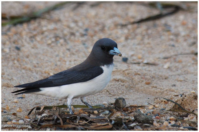 Langrayen à ventre blancadulte, identification