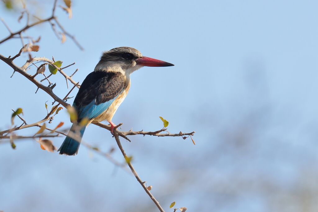 Brown-hooded Kingfisher male adult