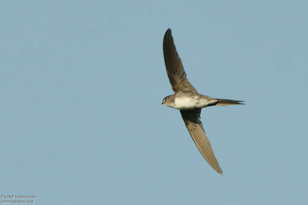 Fork-tailed Palm Swiftadult, identification