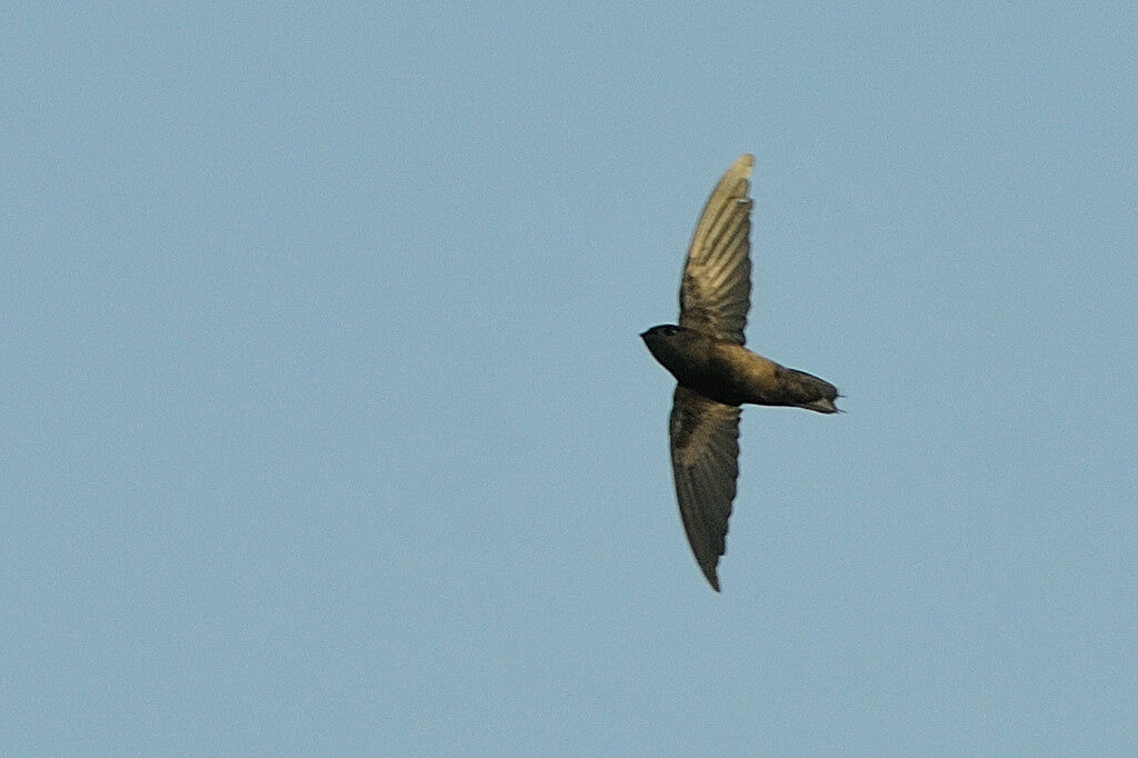 Martinet spinicaudeadulte, identification