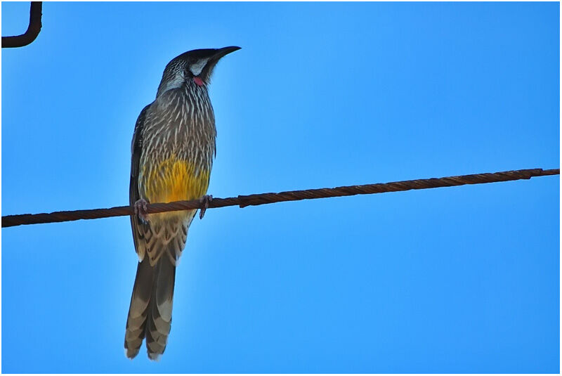 Red Wattlebirdadult