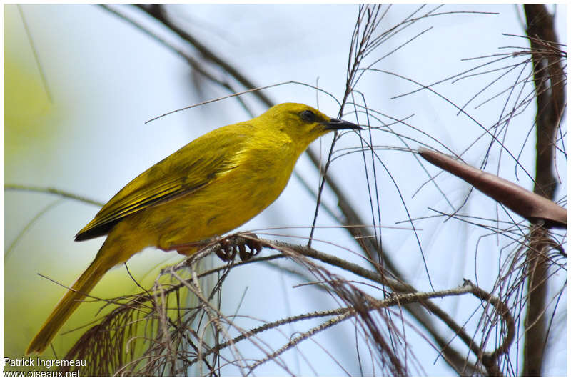 Yellow Honeyeateradult, identification