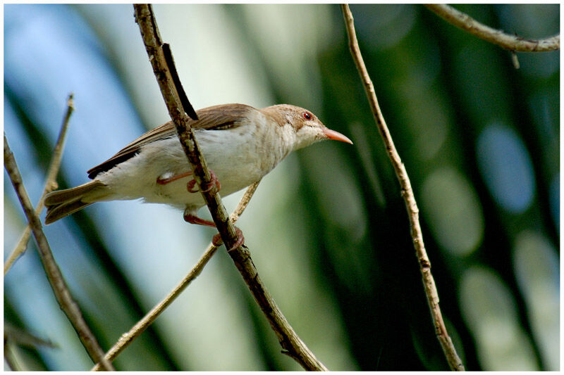 Brown-backed Honeyeateradult