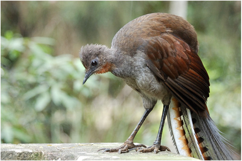 Superb Lyrebird male adult