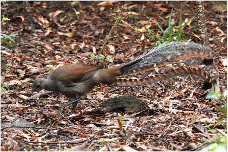 Superb Lyrebird male adult