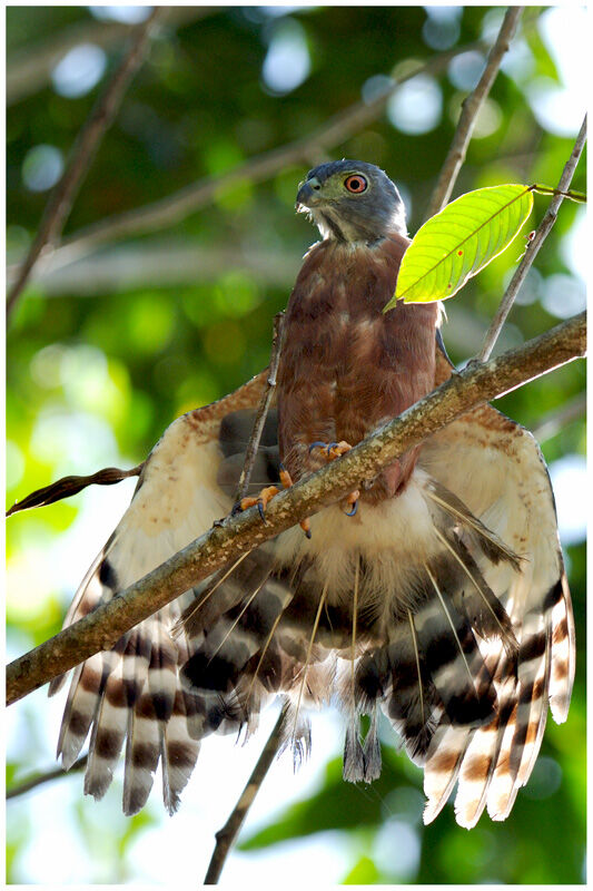 Double-toothed Kiteadult