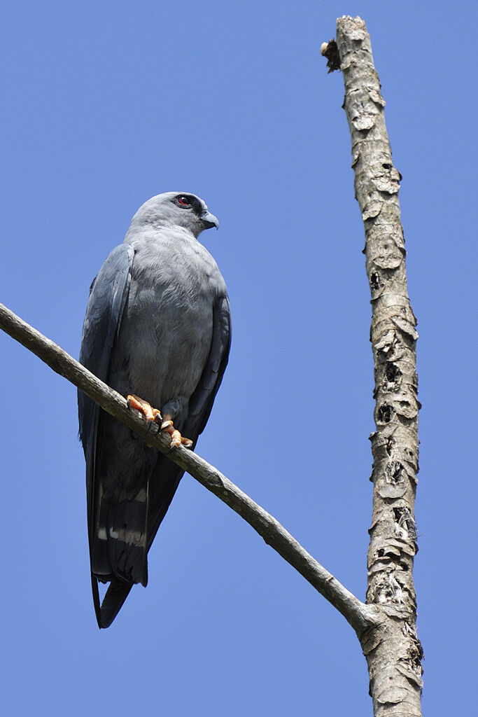 Plumbeous Kiteadult