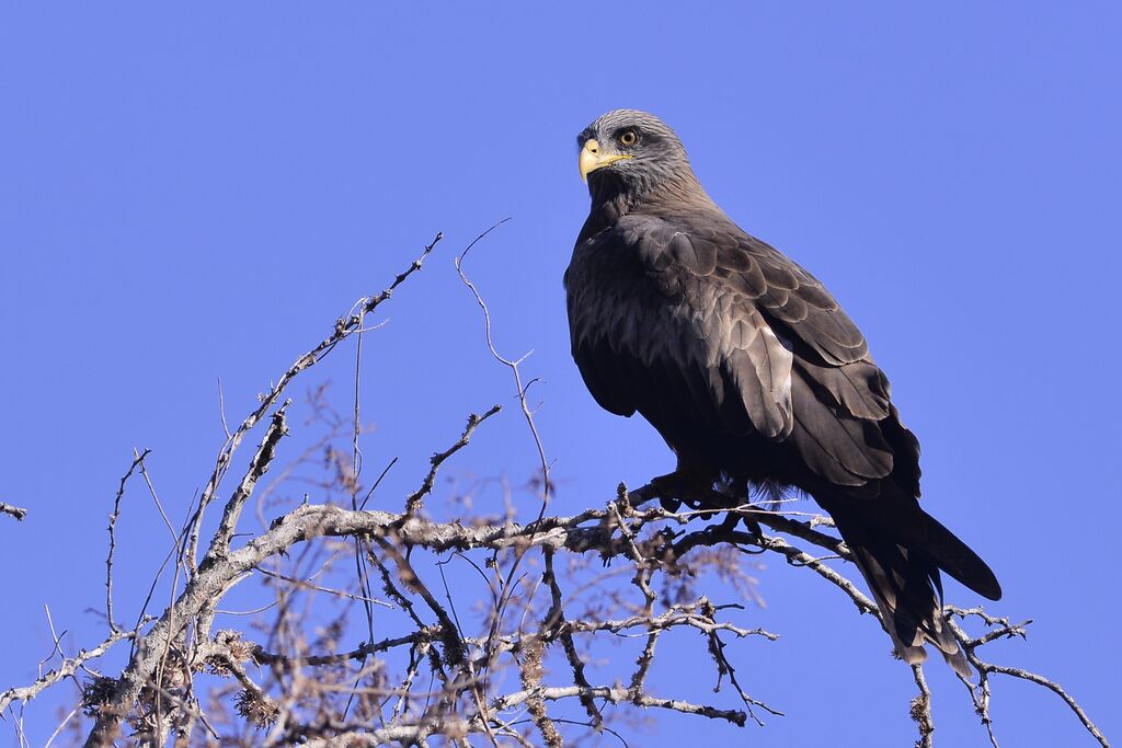 Black Kite