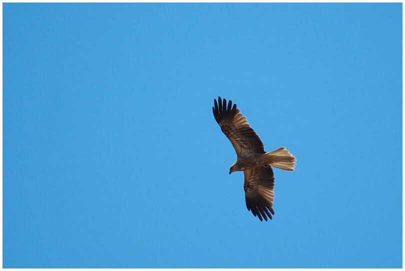 Whistling Kite