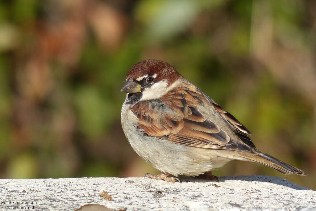 Moineau cisalpin mâle adulte, identification