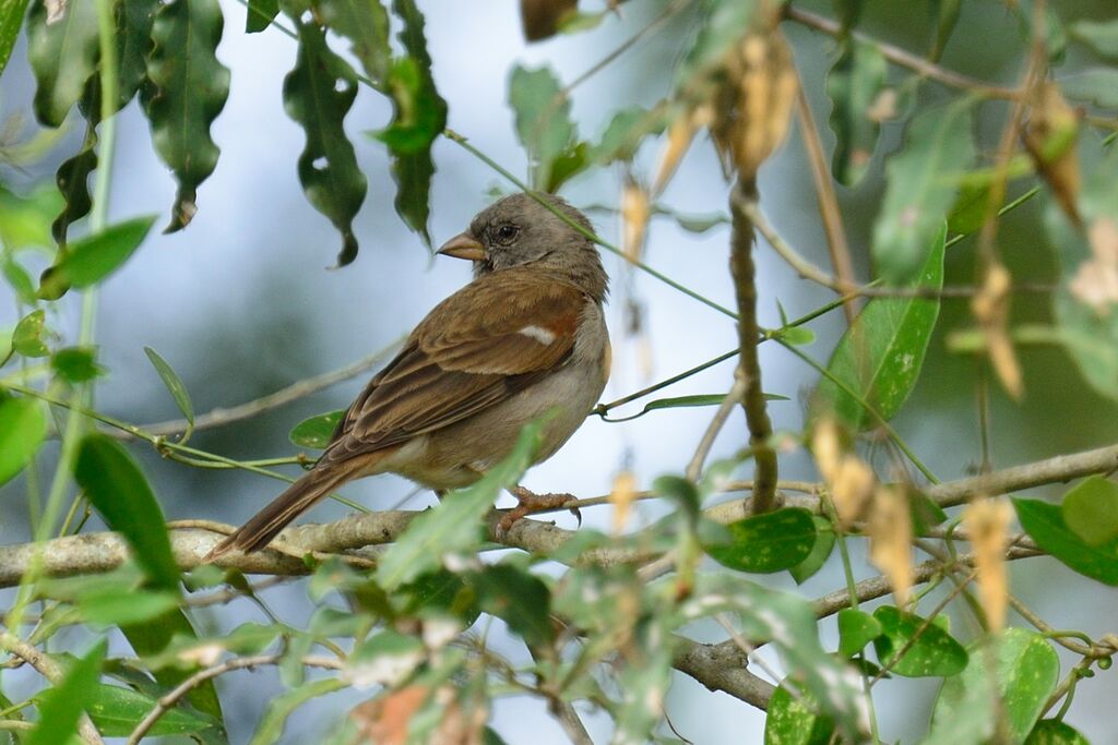 Southern Grey-headed Sparrowadult post breeding