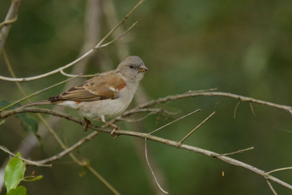 Southern Grey-headed Sparrowadult post breeding