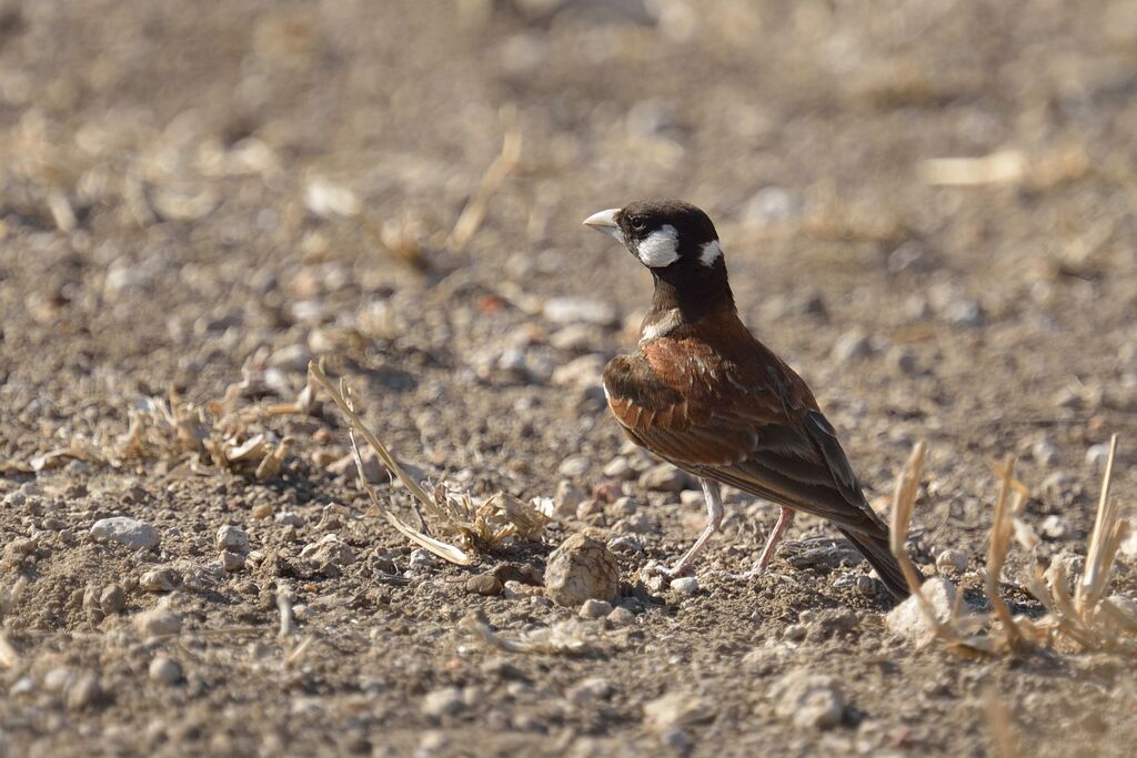 Chestnut-backed Sparrow-Lark male adult