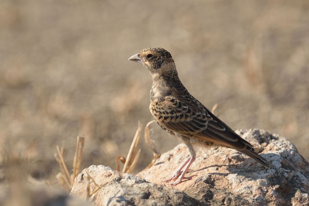 Chestnut-backed Sparrow-Larkjuvenile