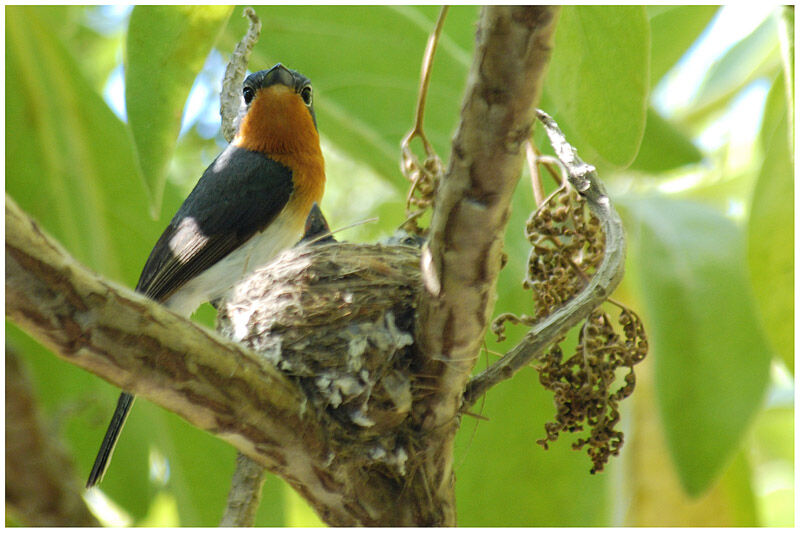 Melanesian Flycatcher female adult breeding