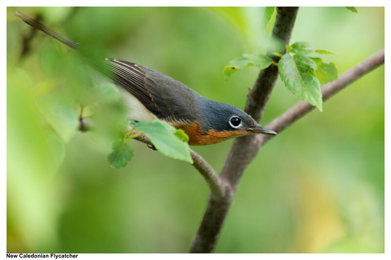 Melanesian Flycatcher female adult