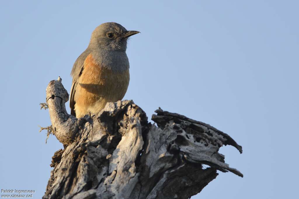 Littoral Rock Thrush male adult, identification, pigmentation