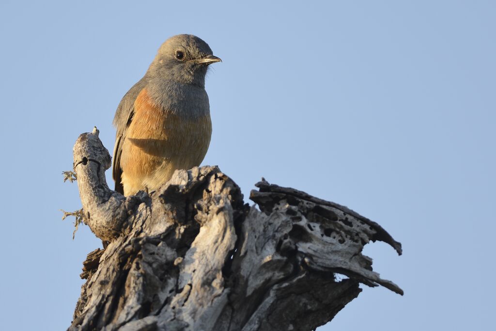 Littoral Rock Thrush male adult, identification