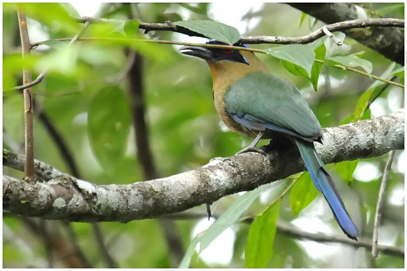 Motmot houtouc