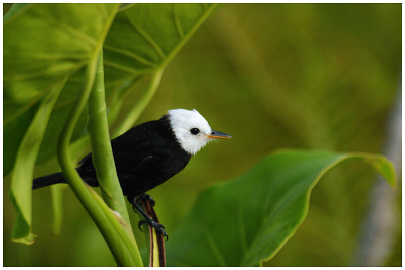 White-headed Marsh Tyrant male adult