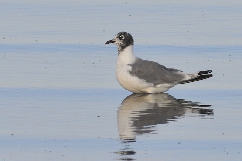 Mouette de Franklinadulte internuptial