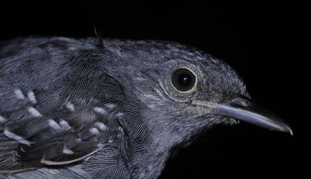 Myrmidon gris mâle adulte