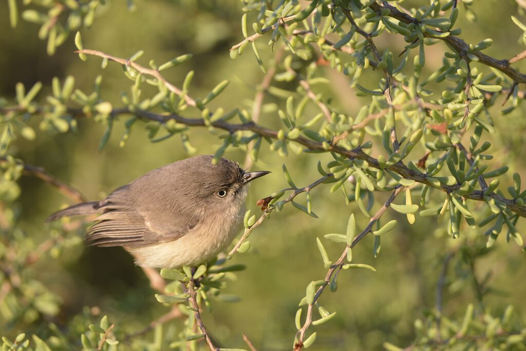 Common Newtoniaadult