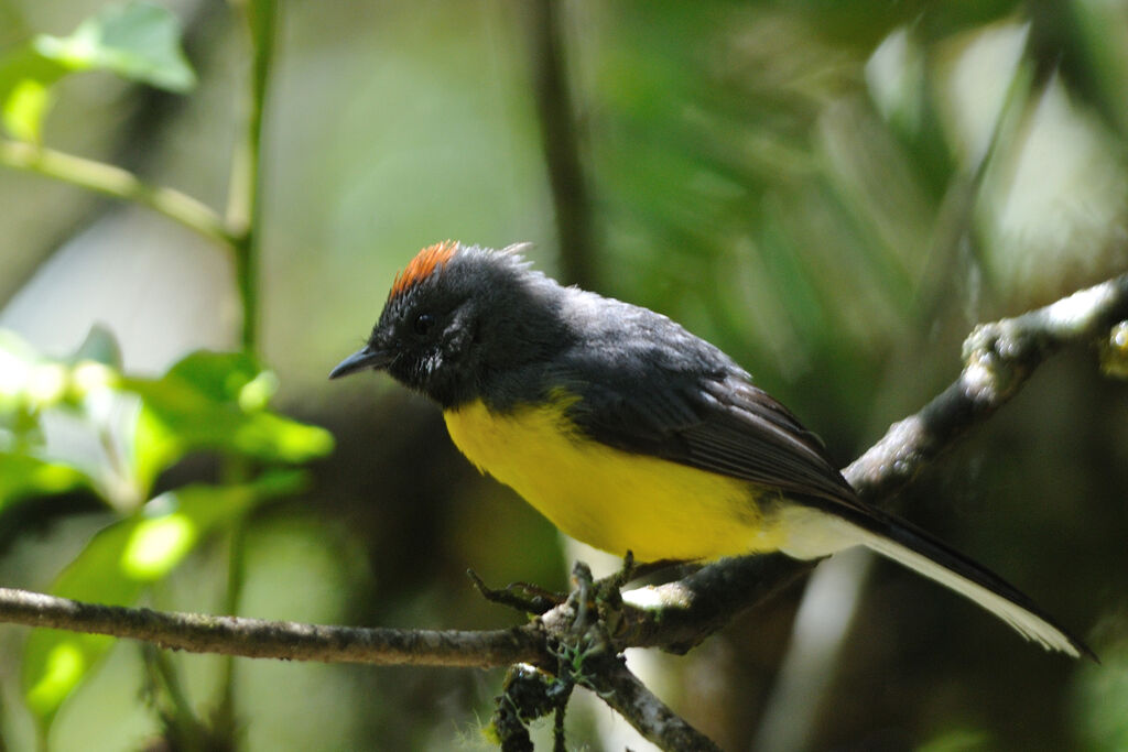 Slate-throated Whitestartadult, identification