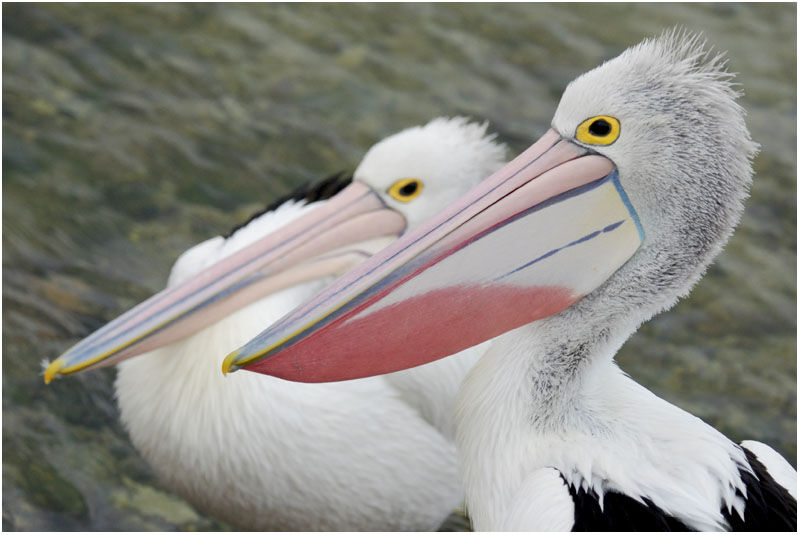 Australian Pelicanadult