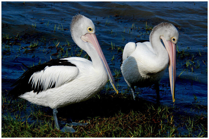 Australian Pelicanadult