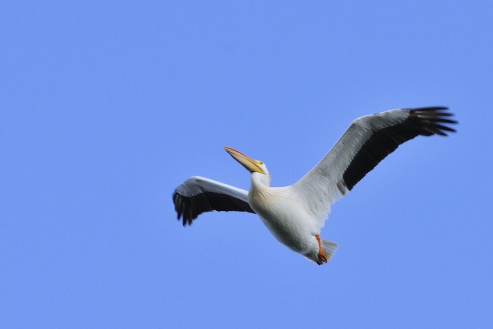 American White Pelican