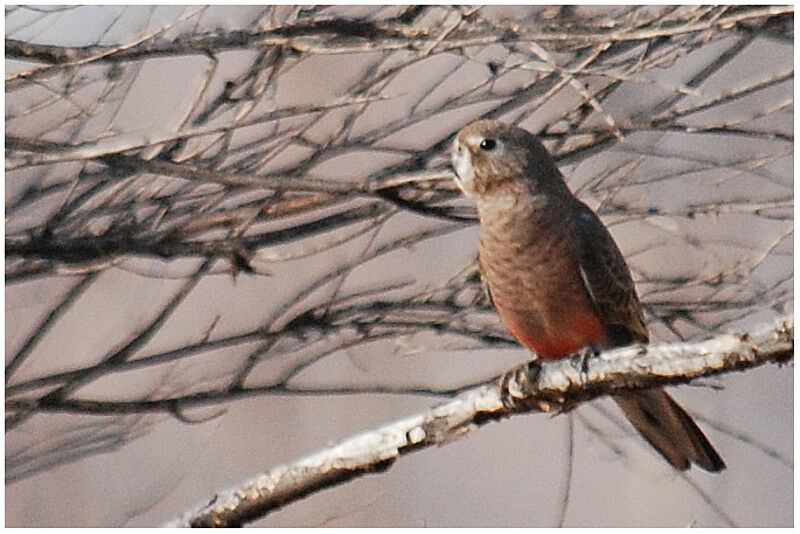 Bourke's Parrot female