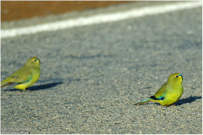 Elegant Parrotadult