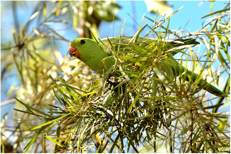 Red-winged Parrot female adult