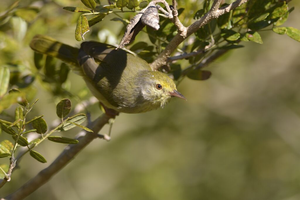 Common Jeryadult