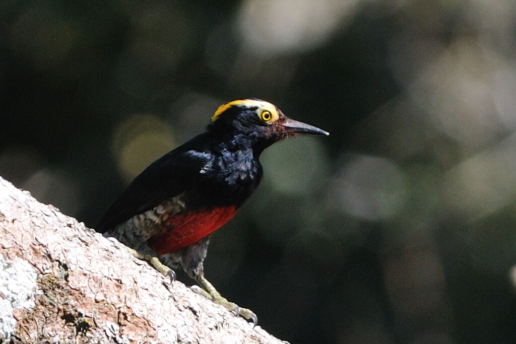 Pic à chevron d'or femelle adulte, identification