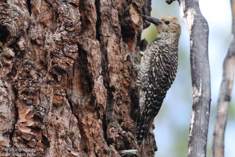 Pic de Williamson femelle adulte nuptial, identification