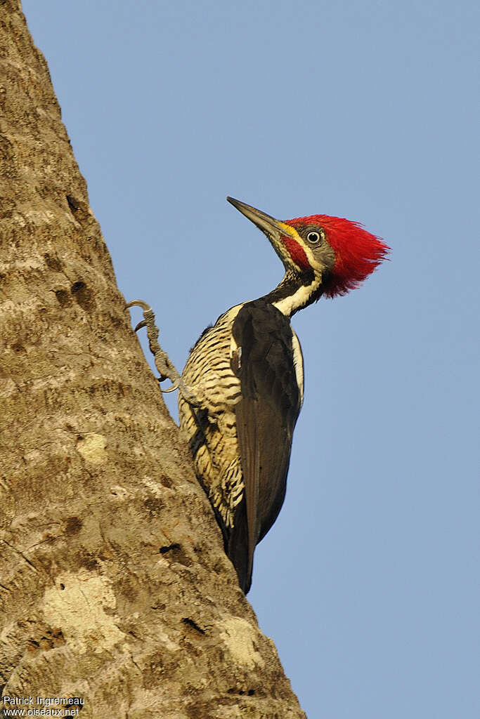 Lineated Woodpecker male adult, identification