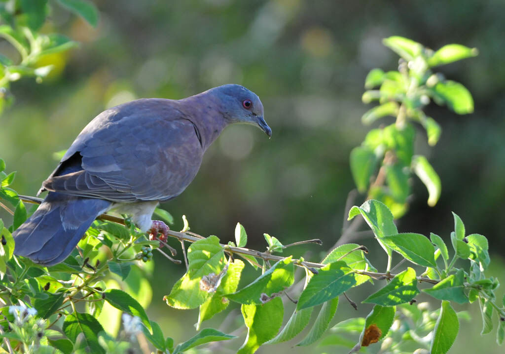 Pigeon roussetadulte