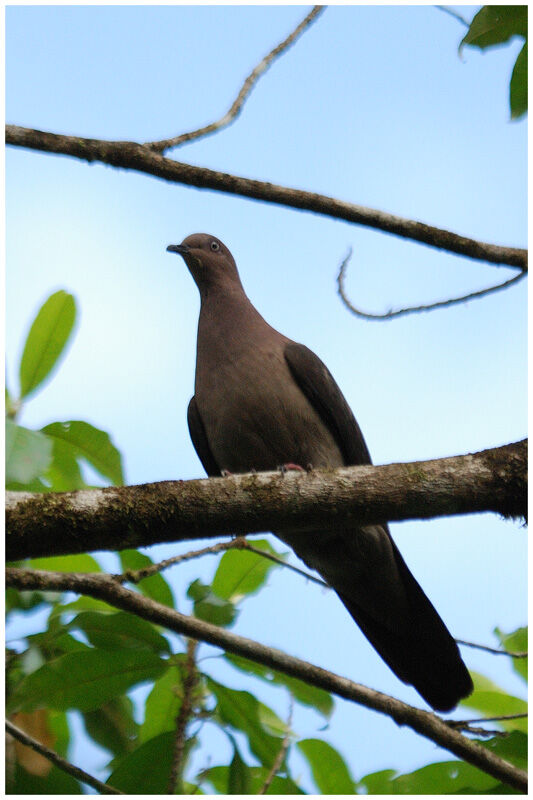 Pigeon vineuxadulte