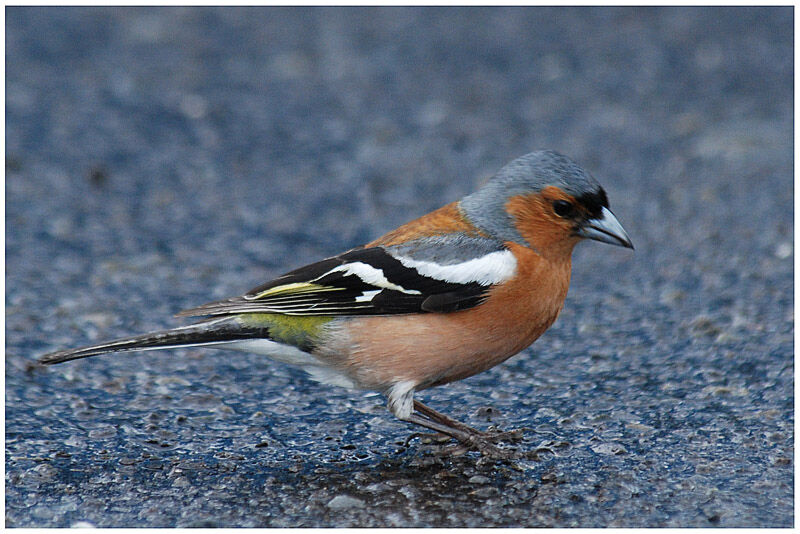 Eurasian Chaffinch male adult
