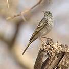 Pipit à long bec