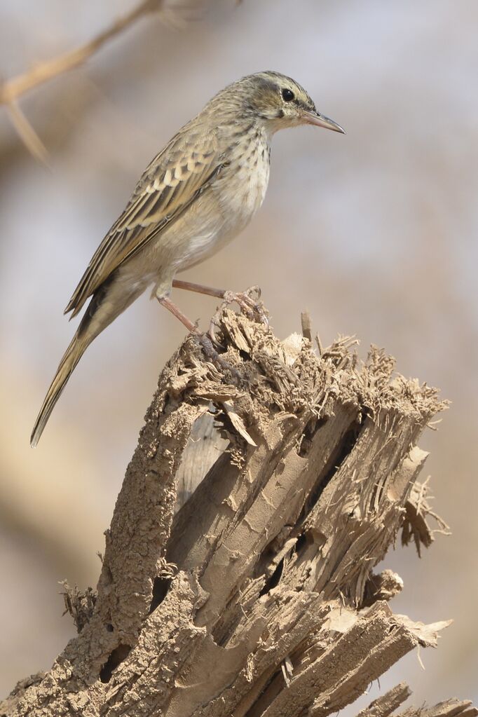 Pipit à long becadulte