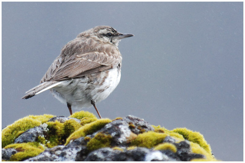 Pipit austral