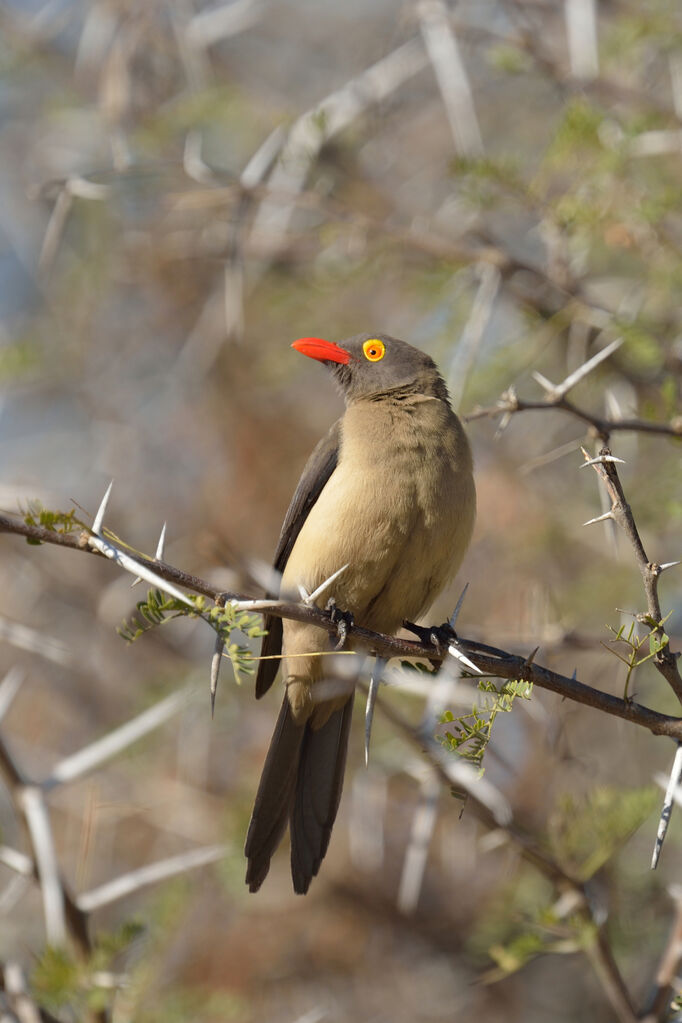 Red-billed Oxpeckeradult