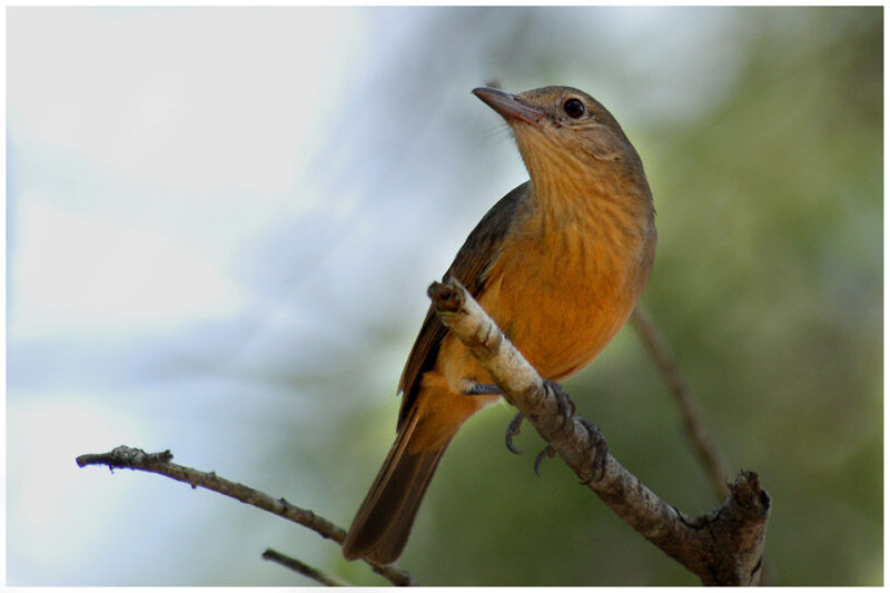 Pitohui châtainadulte